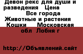 Девон рекс для души и разведения › Цена ­ 20 000 - Все города Животные и растения » Кошки   . Московская обл.,Лобня г.